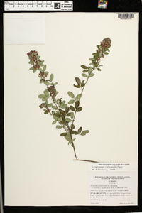 Lespedeza violacea image