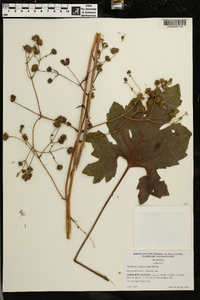 Silphium compositum image