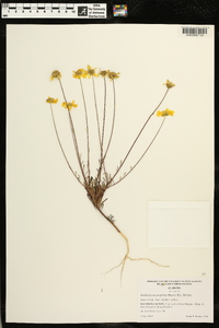 Balduina angustifolia image