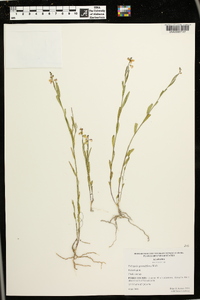 Asemeia grandiflora image