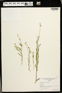 Asemeia grandiflora image