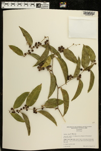 Smilax smallii image