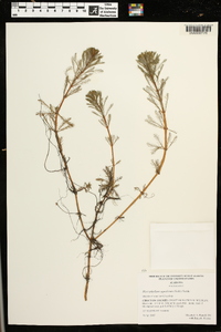 Myriophyllum aquaticum image