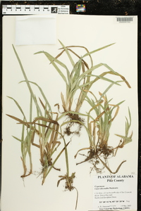 Carex abscondita image