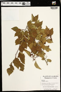 Crataegus viridis image