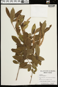 Cyrilla racemiflora image