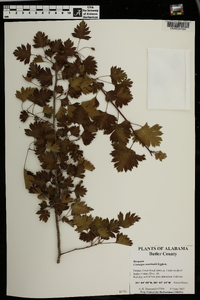 Crataegus marshallii image