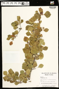 Crataegus flava image