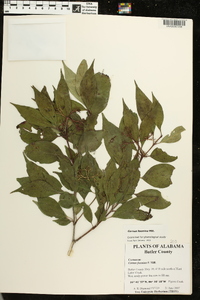 Cornus foemina image