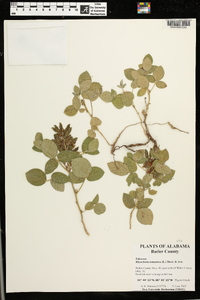 Rhynchosia tomentosa image