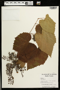 Vitis vulpina image