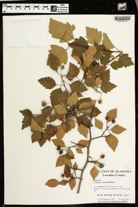 Crataegus sargentii image