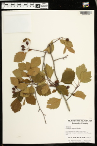 Crataegus sargentii image