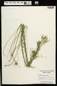 Linum medium image