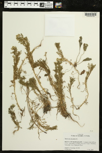 Matricaria discoidea image