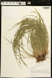 Carex planispicata image