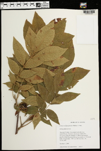 Carya myristiciformis image