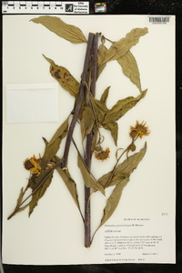 Helianthus grosseserratus image