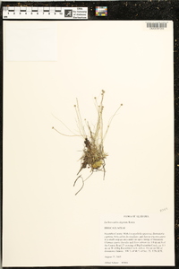 Lachnocaulon digynum image