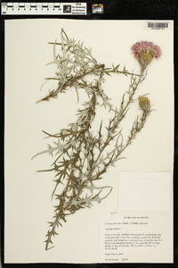 Cirsium discolor image