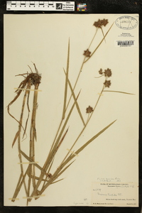 Fuirena hispida image