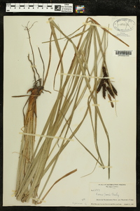 Carex joorii image