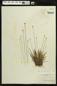 Xyris difformis var. curtissii image