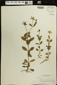 Sabatia calycina image