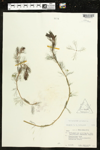 Myriophyllum spicatum image