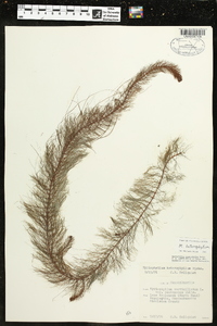 Myriophyllum heterophyllum image