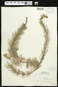 Myriophyllum heterophyllum image