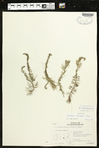 Myriophyllum heterophyllum image