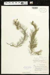 Myriophyllum heterophyllum image