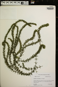 Hydrilla verticillata image