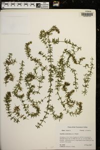 Hydrilla verticillata image