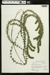 Hydrilla verticillata image