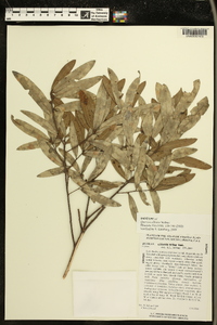 Quercus pumila image