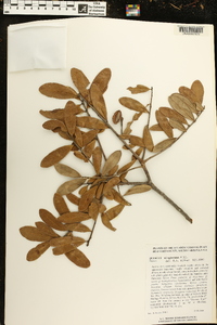 Quercus virginiana image