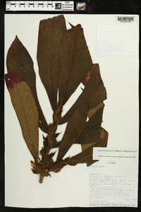 Columnea mastersonii image