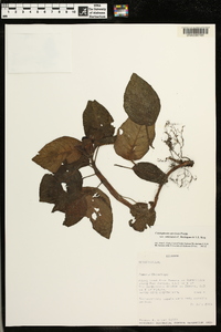 Corytoplectus speciosus image