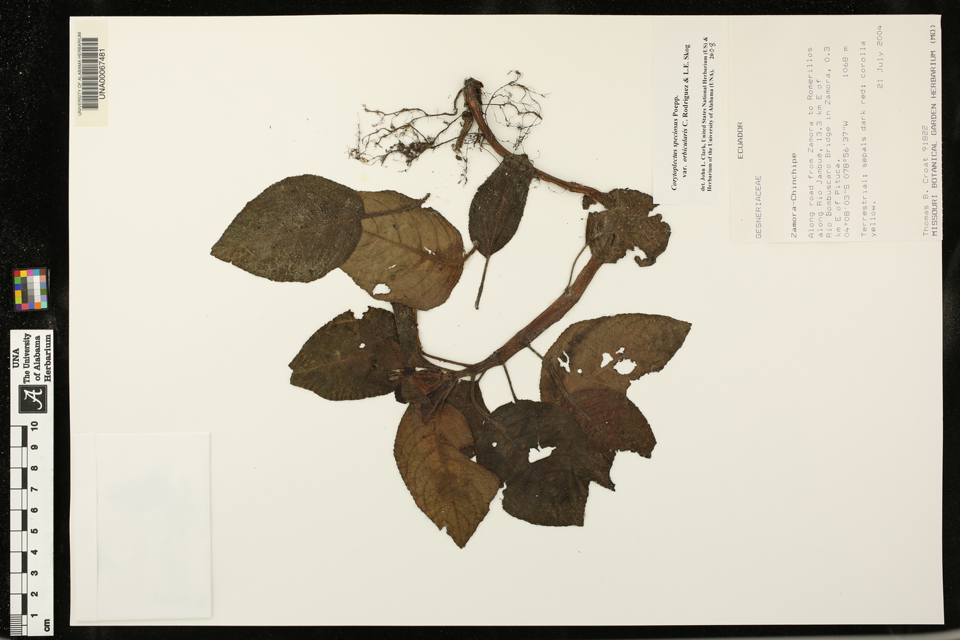 Corytoplectus speciosus var. orbicularis image