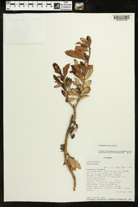 Codonanthe uleana image