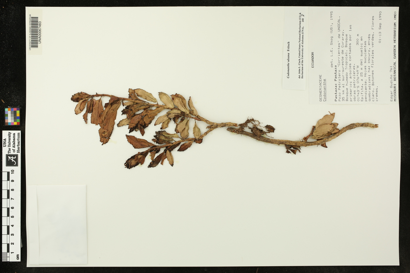 Codonanthe uleana image