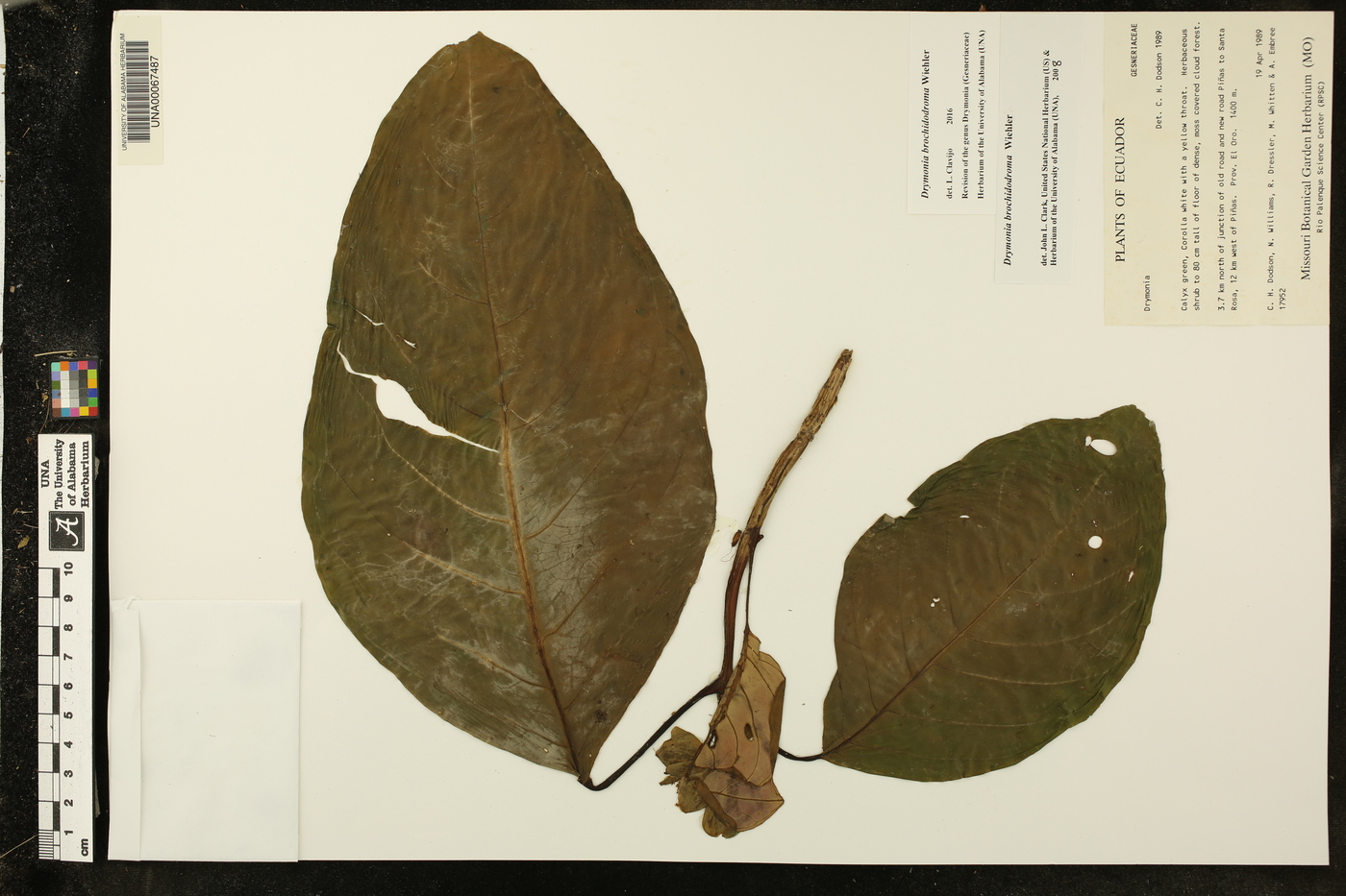 Drymonia brochidodroma image