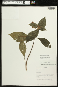 Gasteranthus quitensis image