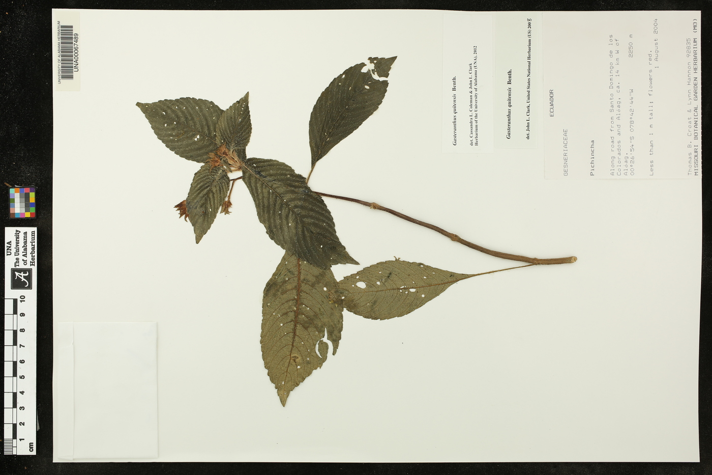 Gasteranthus quitensis image