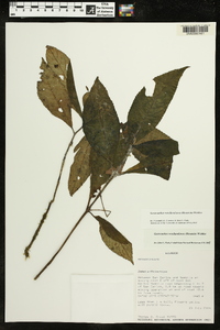 Gasteranthus wendlandianus image
