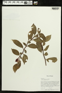 Columnea dissimilis image