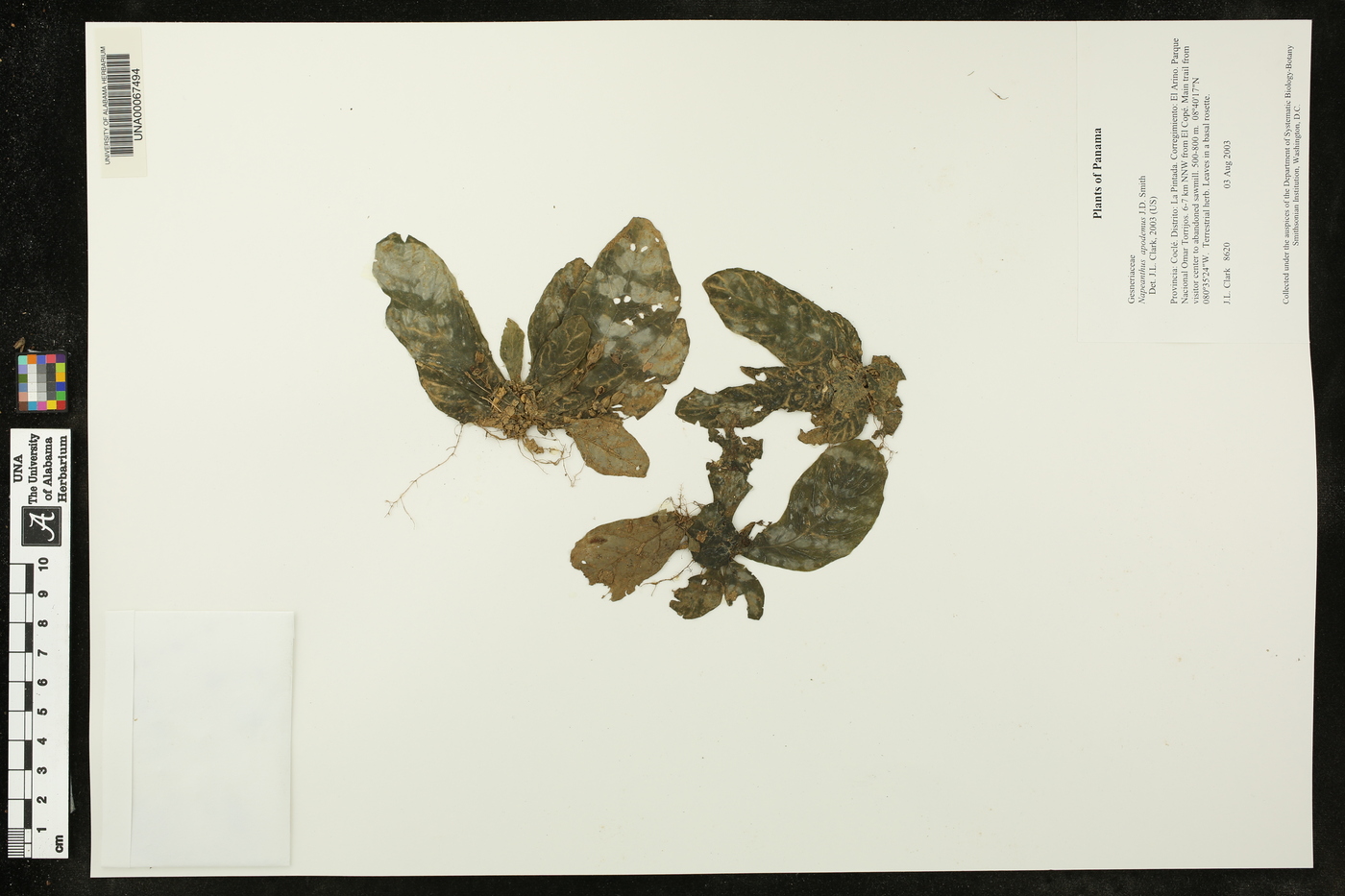 Napeanthus apodemus image
