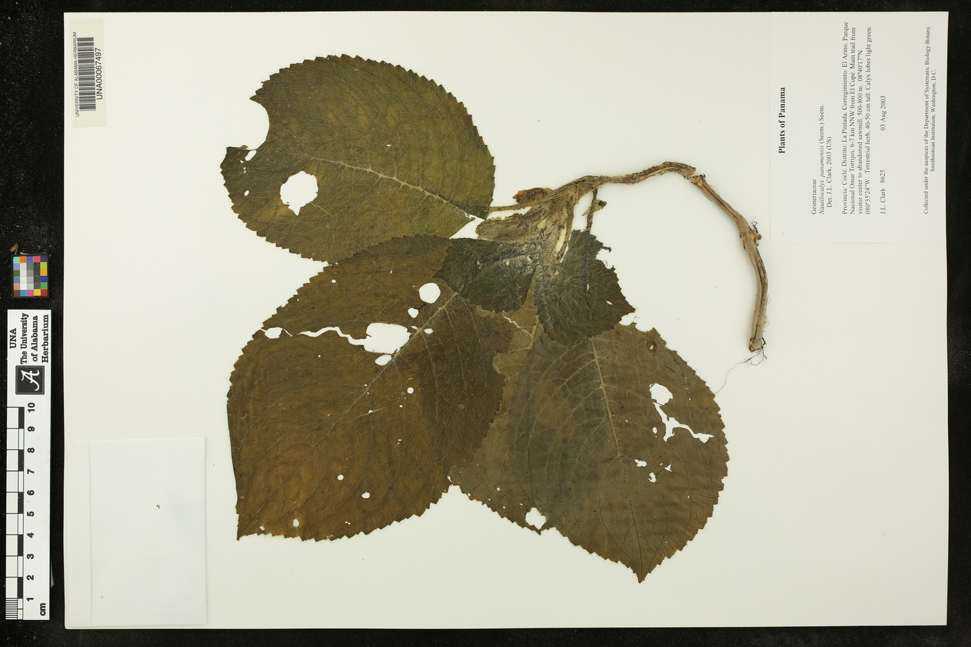 Nautilocalyx panamensis image